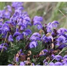 Attēlu rezultāti vaicājumam “Dracocephalum ruyschiana fruit”