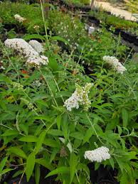 Image result for Buddleja davidii