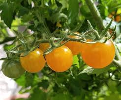 Afbeeldingsresultaat voor broad ripple yellow currant tomato