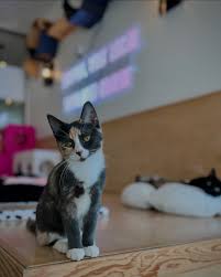 Image result for invisible cat