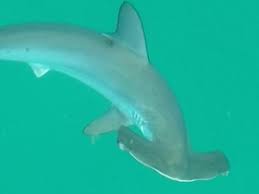 Image result for Sphyrna zygaena