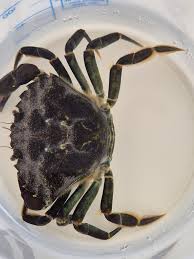 Image result for Carcinus maenas