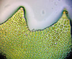 Attēlu rezultāti vaicājumam “Tritomaria exsecta macro”