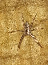 Attēlu rezultāti vaicājumam “Pisauridae”