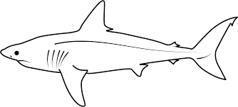 Image result for Lamna ditropis