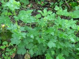 Attēlu rezultāti vaicājumam “Ribes uva-crispa leaf”