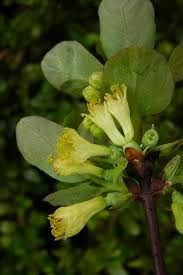 Attēlu rezultāti vaicājumam “Lonicera caerulea var. pallasii flower”