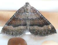 Attēlu rezultāti vaicājumam “Larentia clavaria”