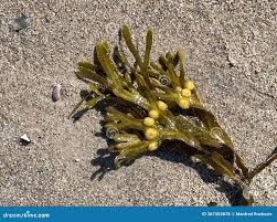 Attēlu rezultāti vaicājumam “Fucus vesiculosus”