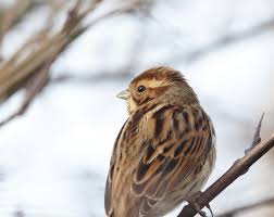 Attēlu rezultāti vaicājumam “Emberiza schoeniclus”