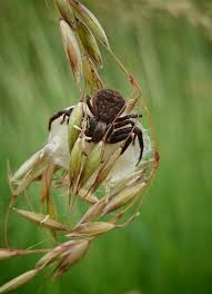 Attēlu rezultāti vaicājumam “Xysticus bifasciatus”