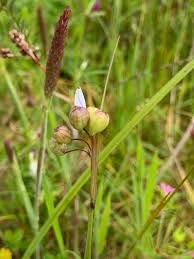 Attēlu rezultāti vaicājumam “Cynosurus cristatus fruit”