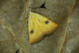 Attēlu rezultāti vaicājumam “Rivula sericealis”