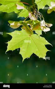 Attēlu rezultāti vaicājumam “Acer platanoides fruit”