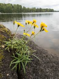 Attēlu rezultāti vaicājumam “Hieracium umbellatum flower”