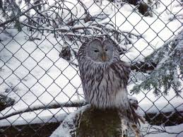 Attēlu rezultāti vaicājumam “Strix uralensis”