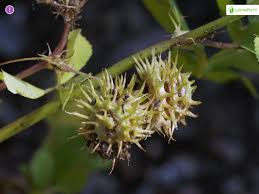 Attēlu rezultāti vaicājumam “Medicago sativa subsp. falcata fruit”