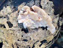 Attēlu rezultāti vaicājumam “Postia fragilis”