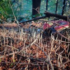 Attēlu rezultāti vaicājumam “Macrotyphula juncea”