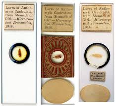 Attēlu rezultāti vaicājumam “Mellicta athalia larva”