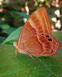 Attēlu rezultāti vaicājumam “Riodinidae”