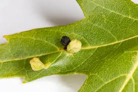 Attēlu rezultāti vaicājumam “Vasates quadripedes”