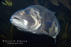 Image result for Stereolepis gigas