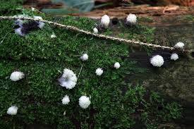 Attēlu rezultāti vaicājumam “Stemonitis axifera var. smithii spores”