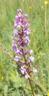 Attēlu rezultāti vaicājumam “Gymnadenia conopsea bud”