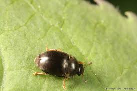 Attēlu rezultāti vaicājumam “Glischrochilus quadripunctatus imago”