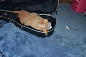 Image result for Cat sleeping in guitar