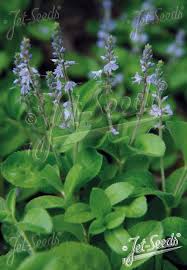 Attēlu rezultāti vaicājumam “Veronica officinalis fruit”