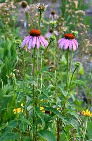 Attēlu rezultāti vaicājumam “Echinacea purpurea leaf”