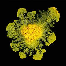 Attēlu rezultāti vaicājumam “Physarum obscurum young”