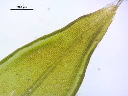 Attēlu rezultāti vaicājumam “Orthotrichum diaphanum”