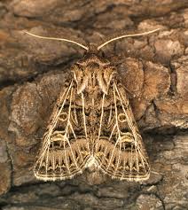 Attēlu rezultāti vaicājumam “Tholera decimalis male”