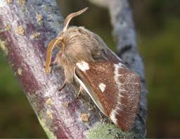 Attēlu rezultāti vaicājumam “Eriogaster lanestris larva”