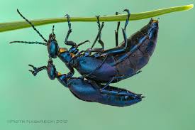 Attēlu rezultāti vaicājumam “Meloe sp.”