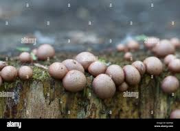 Attēlu rezultāti vaicājumam “Lycogala roseosporum spores”