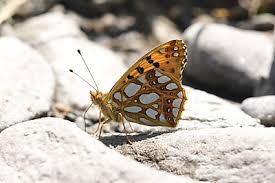 Attēlu rezultāti vaicājumam “Issoria lathonia underside”