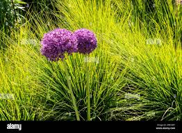 Attēlu rezultāti vaicājumam “Molinia caerulea flower”