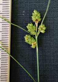 Attēlu rezultāti vaicājumam “Carex capillaris fruit”