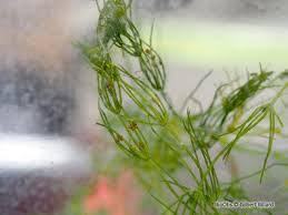 Attēlu rezultāti vaicājumam “Chara aspera”