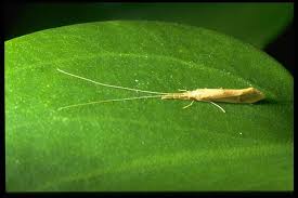 Attēlu rezultāti vaicājumam “Trichoptera”