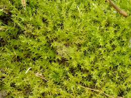 Attēlu rezultāti vaicājumam “Hygroamblystegium humile”