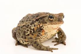 Attēlu rezultāti vaicājumam “Bufo bufo”