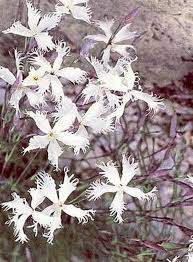 Attēlu rezultāti vaicājumam “Dianthus arenarius”