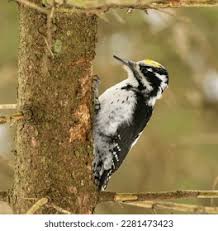 Attēlu rezultāti vaicājumam “Picoides tridactylus”