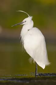 Image result for Egretta garzetta