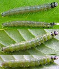 Attēlu rezultāti vaicājumam “Hadula trifolii larva”